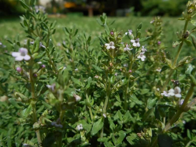 تصویر 1 از آویشن کوهی اصل لرستان خشک‌شده طبیعی، عطری و با کیفیت بالا
